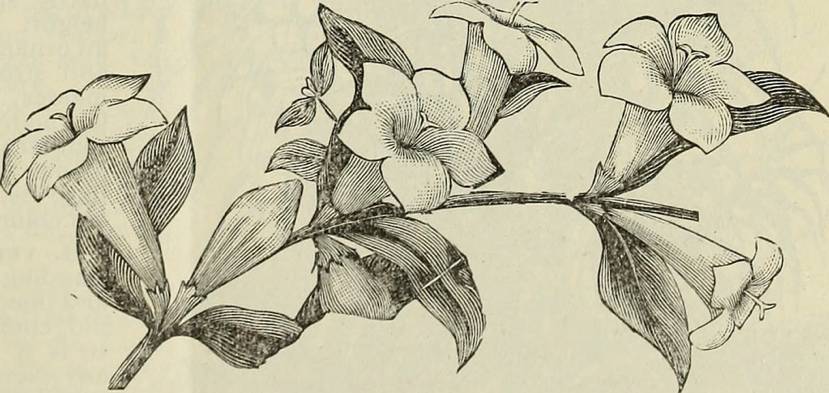 Lawsonia Alba, from Royal Palm Nurseries, et.al., Annual catalogue 1899 native and exotic plants, trees, shrubs: 22 